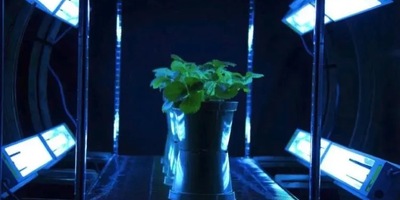 Plant lighting